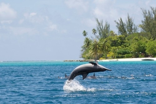 Хаваите забраниха плуването с делфини
