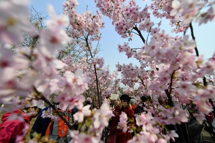 Започна сезонът на цъфналите вишни в Токио