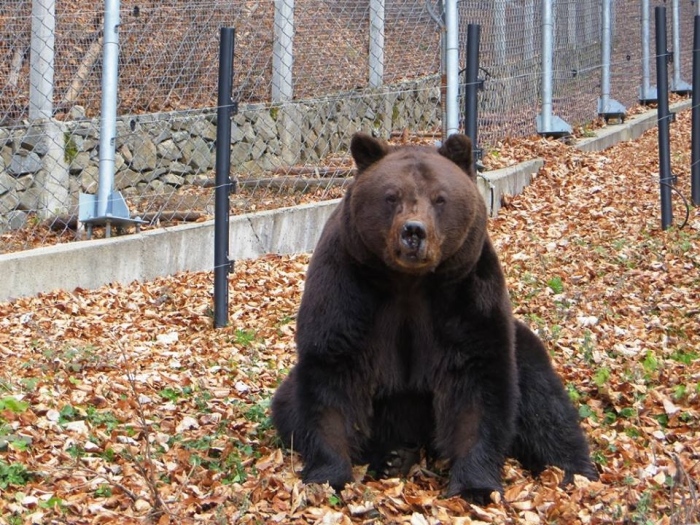 Паркът с мечките в Белица отваря за посетители