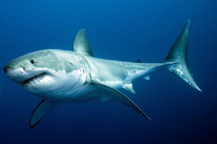 Египет затваря част от плажове на Червено море заради нападение на акула