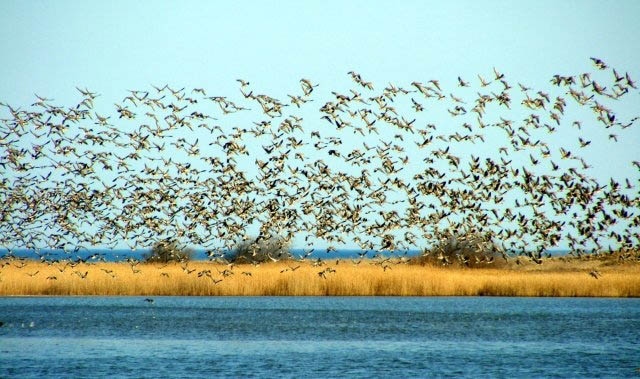 България е сред най-популярните дестинации за наблюдение на птици в Европа