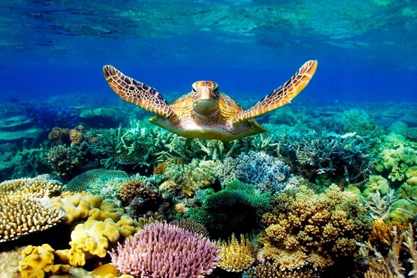 Роботи ще спасяват кораловите рифове в Австралия