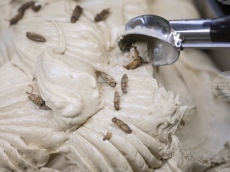 Заведение в Германия предлага сладолед с вкус на щурец