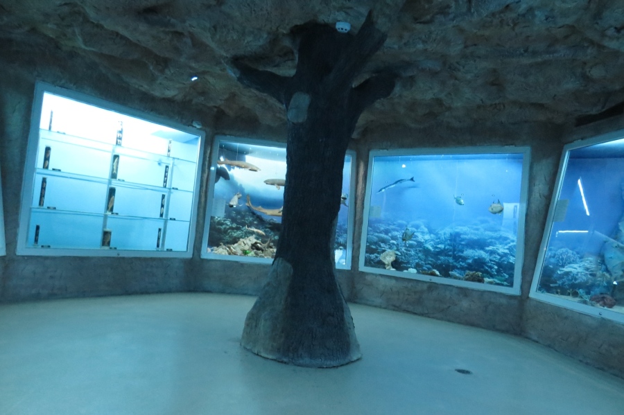 Музей в Пловдив ще представя редки риби от Антрактида