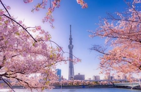 Празник по японски изящен - цъфтежът на вишните в Токио започна