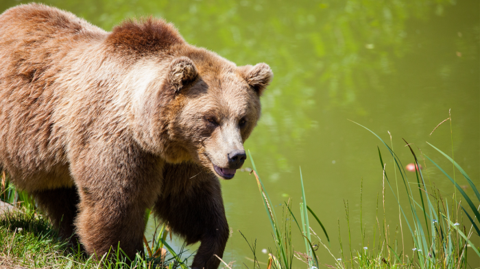 Паркът за мечки край Белица ще бъде отворен за посетители на 10 април