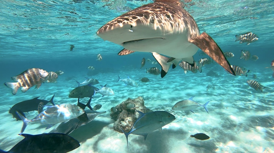 Туристите отново прогониха акулите от залива Мая в Тайланд