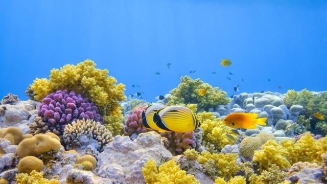 Нов коралов риф е открит край Галапагоските острови