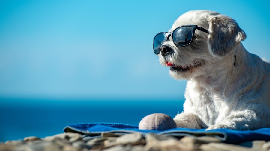 Без кучета на плажа на Варна през летния сезон
