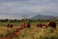 Сафари Кения – 9 нощувки цена 4680 лв