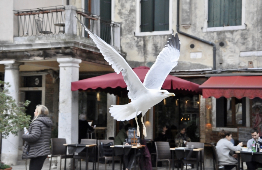 Агресивни птици грабят храна от туристи във Венеция