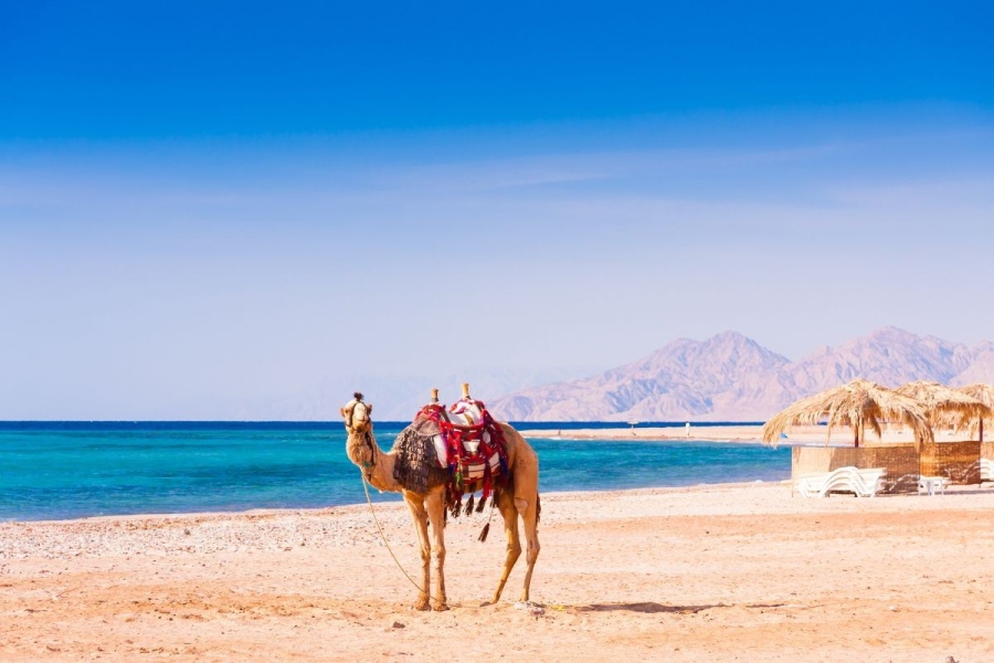 ТЕЗ Тур обяви атрактивни условия за ранни записвания за пролетна почивка в Египет