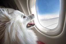 Авиокомпания започна да продава храна за животни на борда
