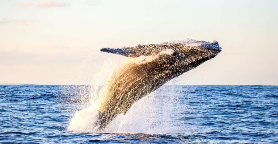 Дружелюбен кит плува сред плажуващи край Пърт
