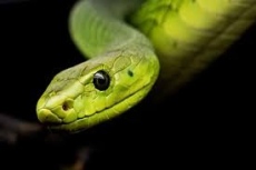 Пътници откриха жива змия в самолет по време на полет