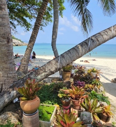 Силвър бийч е райски плаж на остров Ко Самуи 