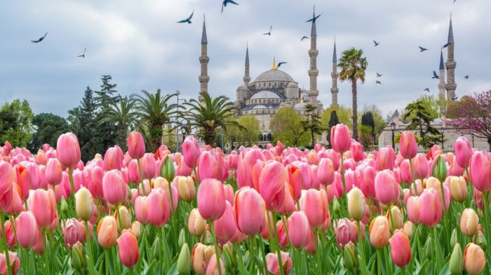 Над 8 млн. лалета и пролетни цветя разцъфнаха в Истанбул 